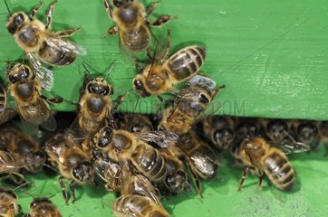 Honeybee workers on board flight France