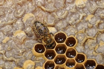 Honey Bee Honey applicant into a recess France