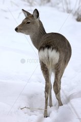 Sika Deer in the snow Kushiro-Shitsugen NP in winter Japan
