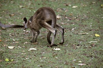 Eastern Grey Kangaroo walking Australia