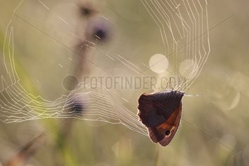 Meadow brown in a cobweb France