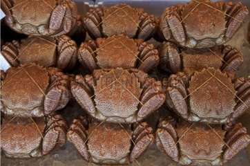 Slate of crab in a market in the winter Hokkaido Japan