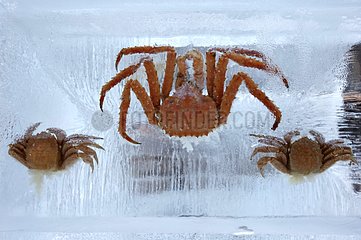 Crabs frozen in an ice sculpture Hokkaido Japan
