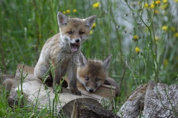 Young red fox sitting on a woodpile France