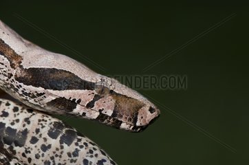 Portrait of a Boa constrictor in South America