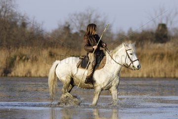 Gardian river on a Camarguais horse in water France