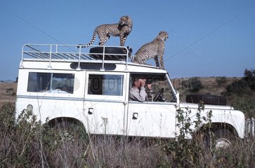 Guépards sur le toit d'une voiture Afrique