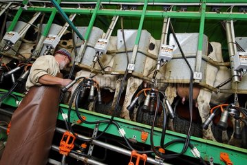 Automated Milking Cows Vosges Breitenbach