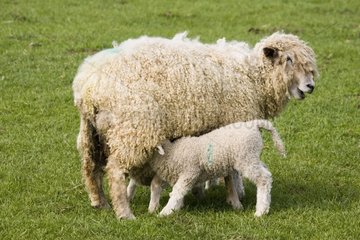 Cotswold sheep ewe with young lamb suckling Cotswold Farm
