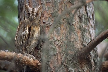Eastern Screech-Owl on a conifer Hautes-Alpes