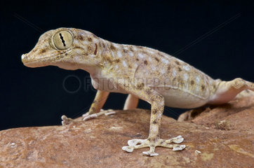 Egyptian fan-footed gecko (Ptyodactylus hasselquistii)  Egypt