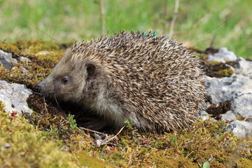 European Hedgehog (Erinaceus europaeus) on moss  France