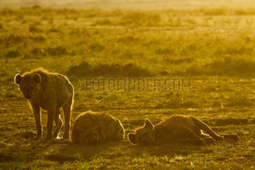Spotted hyena females at the den at sunrise - Masai Mara