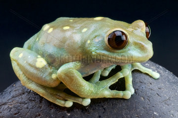 Uluguru forest tree frog (Leptopelis uluguruensis)  Tanzania