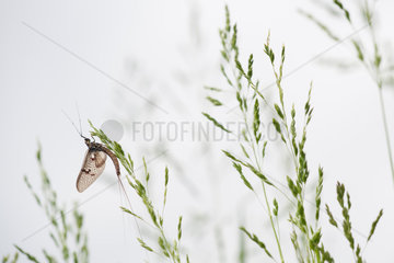 Mayfly on spikelets - France