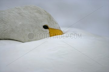 Portrait of a Whooper swan sleeping UK