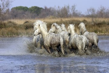 Camarguais horse troop galloping in the water France