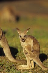 Eastern Grey Kangaroo joey Warrumble National Park