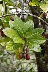 Tree with fruits in rainforest New Caledonia