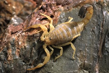 Scorpion australe sur du bois dans un terrarium