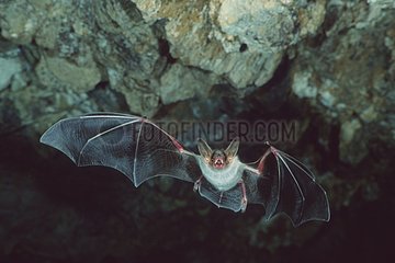 Fledermaus mit Mausohr in einem Höhlen-Sardinien Italien fliegen