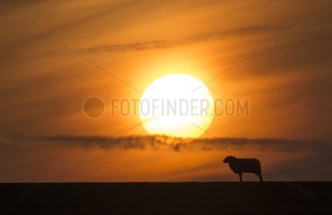 Sheep silhouette at sunset at spring - GB