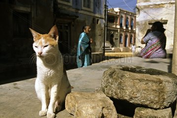 Cat sitting near stones in the street India