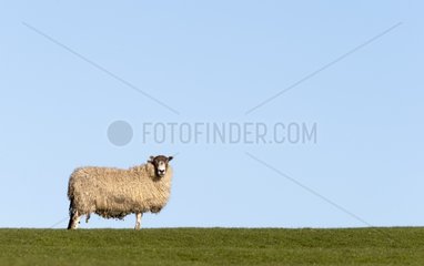 Sheep on the crest of a hill at spring - GB