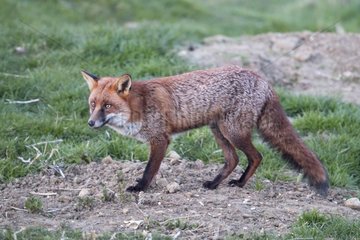 Red Fox listening at spring - GB