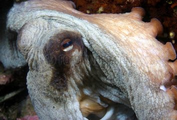 Kopf des Octopus mediterranen Meeres