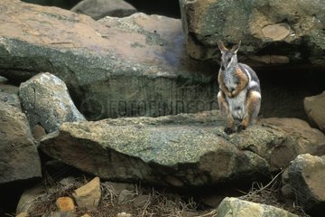 Yellow-footed rock wallaby sitted on rocks Australia
