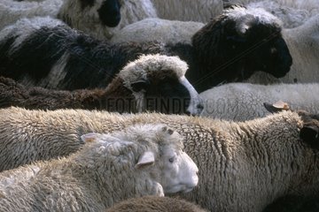 Flock of sheep at a fair France
