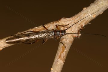 Plecoptere on twig Gorges de la Frau France