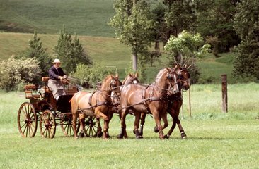 Kopplung an 4 Pferde und Sattel French Fremd Sattel