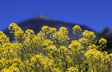 Yellow flowers and Teide Volcano Tenerife