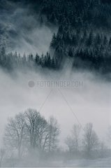 Landscape of forest in the fog in winter Auvergne
