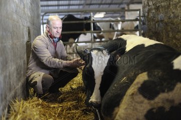 Veterinarian at the bedside of a sick cow in a barn France
