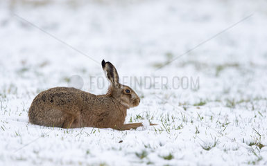 Brown Hare laying in a meadow covered by snow - GB