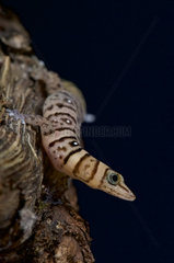 Dwarf striped gecko (Sphaerodactylus nigropunctatus) male Cuba