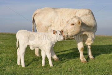 Cow charolaise licking its calf France