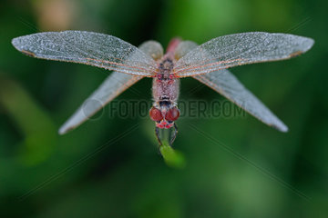 Dragonfly on a stem at dawn - Fouzon Prairie France
