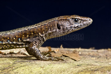 Jackson's forest lizard (Adolfus jacksoni)  Bwindi  Congo