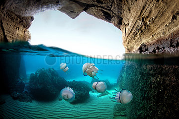 Jellyfish (Rhizostoma pulmo) concentrated at the entrance of a half submerged structure of the Roman era  Tyrrhenian Sea  Miseno  Napoli  Italy