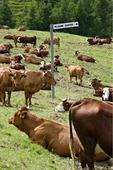 Kühe im Sommer in La Plagne im Sommer Savoie
