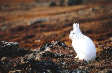 Arctic Hase im Herbst Devon Island Arctic Canadian