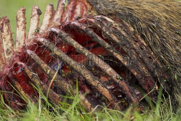 Die Eurasische Wild Pig's Corpse fand sich in einem Wald zerlegt