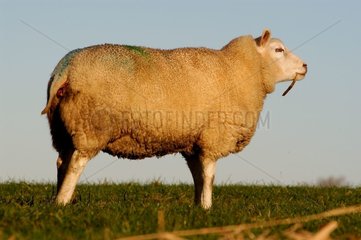 Mouton en Hollande Pays-Bas