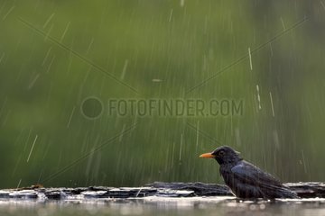 Male blackbird bath - Hungary