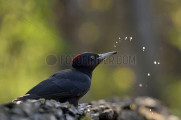 Black Woodpecker female drinking trough - Hungary