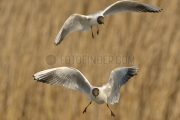 Black-headed gulls in flight over a pond - Hungary